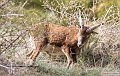 Mouflon de Corse__